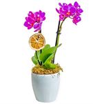 Çiftdal Mini Mor Seramik Saksılı Orkide