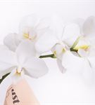 Frederica Beauty 2 Dal Beyaz Orkide Aranjmanı