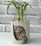 Kedi Baskılı Beton Saksıda İkili Şans Bambusu