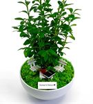 Kişiye Özel Mimara Hediye Buxus Bonsai