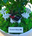 Kişiye Özel Mimara Hediye Buxus Bonsai