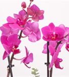 Lahey Double Purple 2 Dal Orkide Tasarım Aranjmanı