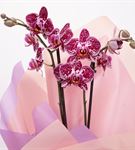 Lovely Best 2 Dal Orkide Tasarım Aranjmanı