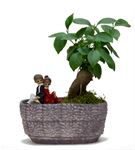 Mini Ficus Bonsai Ve Sırt Sırta Sevgililer