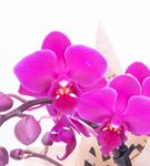 Panagia Luxury Çiçek Sepeti 2 Dal Orkide Aranjmanı