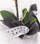 Pure Serisi Tekli Beyaz Orkide Tasarım Aranjmanı