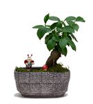Uğur Böceği Ve Mini Ficus Bonsai