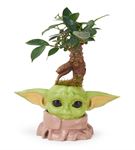 Baby Yoda ve Ficus Bonsai Aranjmanı