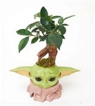 Baby Yoda ve Ficus Bonsai Aranjmanı