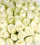 Beyaz Duygu Vazoda 50 Beyaz Güller