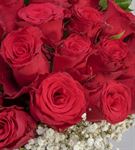 Bir Sevda Masalı 20 Kırmızı Güller