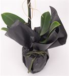 Black Serisi Tekli Beyaz Orkide Tasarım Aranjmanı