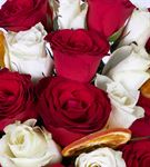 Carignan Serisi Mixed Kırmızı Beyaz Güller Tasarım