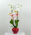Çilek Vazoda Beyaz Orkide