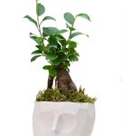 Geometrik Saksıda Mini Ficus Bonsai