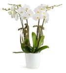 Gösterişli 4 Dal Beyaz Orkideler