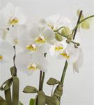 Gösterişli 4 Dal Beyaz Orkideler
