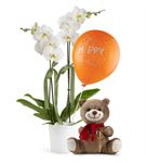 Happy Birthday Balonlu Ayıcık ve Orkide Çiçeği