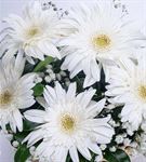 Huzur Esintisi 5 Beyaz Gerbera Çiçek Sepeti