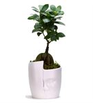 İnka Serisi Ficus Bonsai