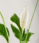 Kar Beyaz Sevgi Spatifilyum Çiçeği