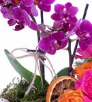Kaya Serisi Mini Orkideli Çardak Gül Aranjmanı