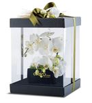 Kutu Dolusu Beyaz Orkideler