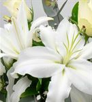 La Vega Tasarım Mis Kokulu Lilyum ve Beyaz Güller