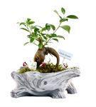 L'arbre Canım Annem - Mini Bonsai 