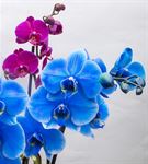 Lovely Fanus Camda Mavi Pembe Saksı Orkideler