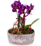 Mini Orkide