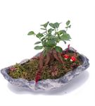 Minyatür Bahçem Mini Bonsai