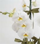 Neşeli 3 Dal Beyaz Orkide Çiçeği