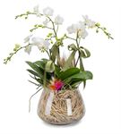 Özel Tasarım Vazoda 3 Dal Beyaz Saksı Orkide