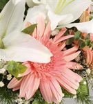 Pembe Beyaz Zarif Çiçekler