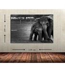 Siyah Beyaz Fil Büyük Boy  Kanvas Tablo 100x150 cm