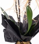Siyah Dekoratif Kağıtta 2 Dal Mor Orkide Tasarım