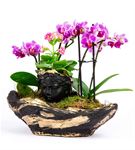 Siyah Gold Canyon Saksıda dört dal Mini Orkide 