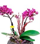 Siyah Taş Saksıda Çift Dal Mini Mor Tasarım Orkide