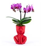 Tink Serisi Red  Saksıda  Mini Orkide