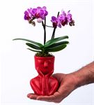 Tink Serisi Red  Saksıda  Mini Orkide