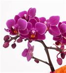 Vivien Serisi Mini Orkideli Çardak Gül Aranjmanı