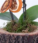 Wood Serisi 2 Dal Mini Mor Orkide Tasarım Çiçek