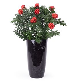 Christmas Tasarım Vazoda Kokina Tasarım Çiçeği