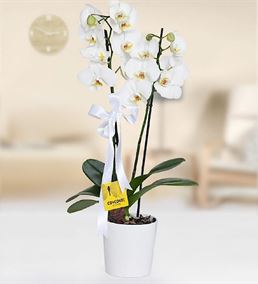 Çift Dal Seramik Saksıda Beyaz Orkide