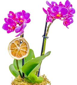 Çiftdal Mini Mor Seramik Saksılı Orkide