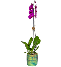 Dekora Tek Dal Mor Orkide Çiçeği
