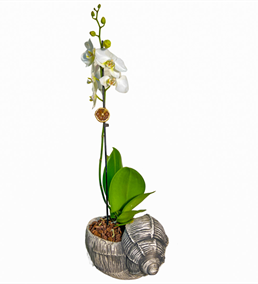 Deniz Kabuğu Beyaz Tek Dal Orkide Çiçeği