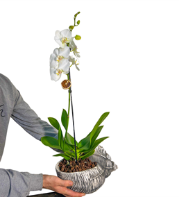 Deniz Kabuğu Beyaz Tek Dal Orkide Çiçeği