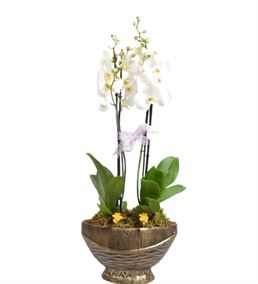 Dört Dallı Beyaz Orkide